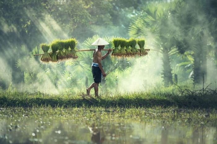 Startup Agri-Teknologi Crowde Mudahkan Petani Akses ke Pasar